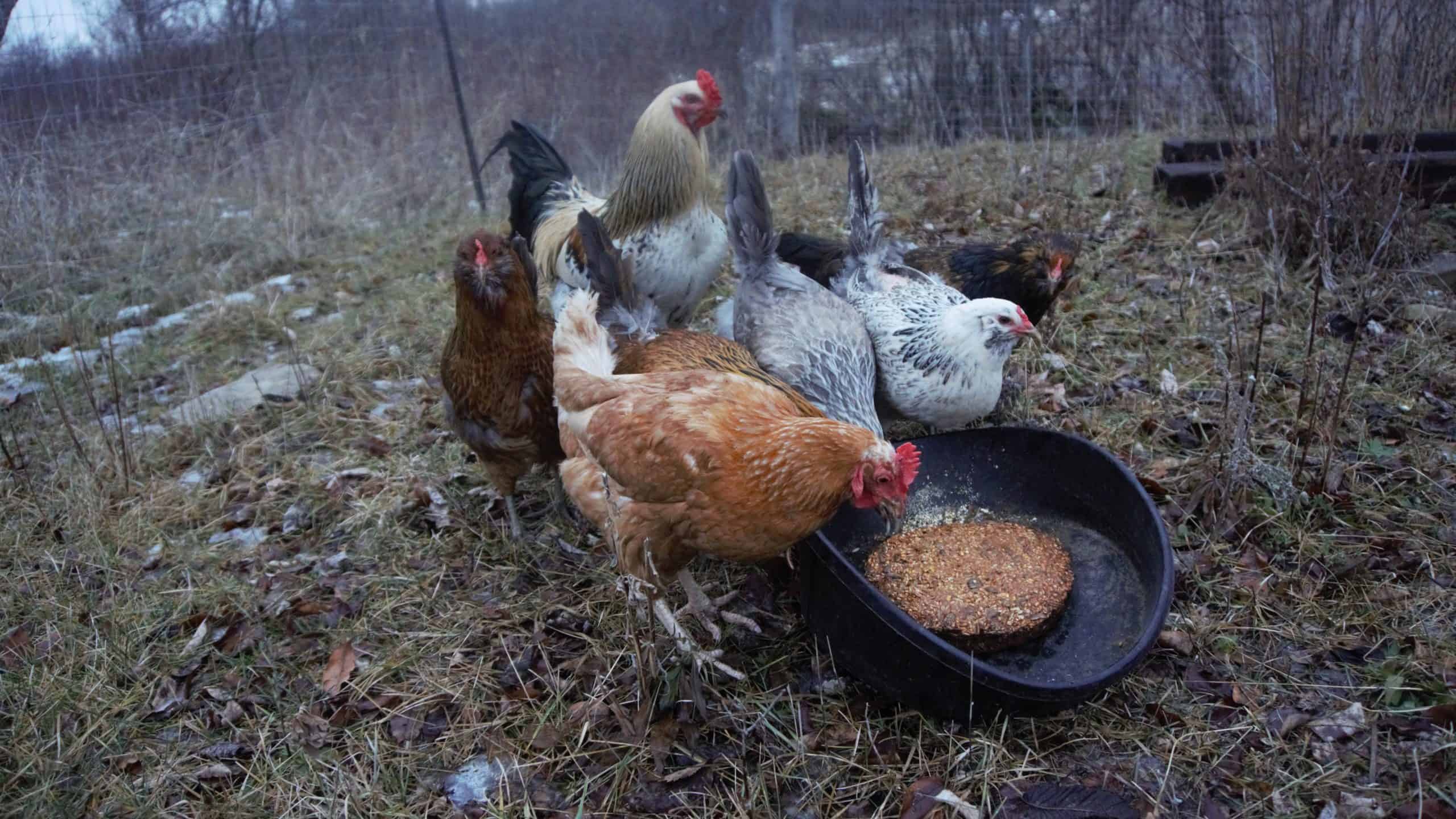 Homemade Treats for Chickens Make your own Flock Block Substitute