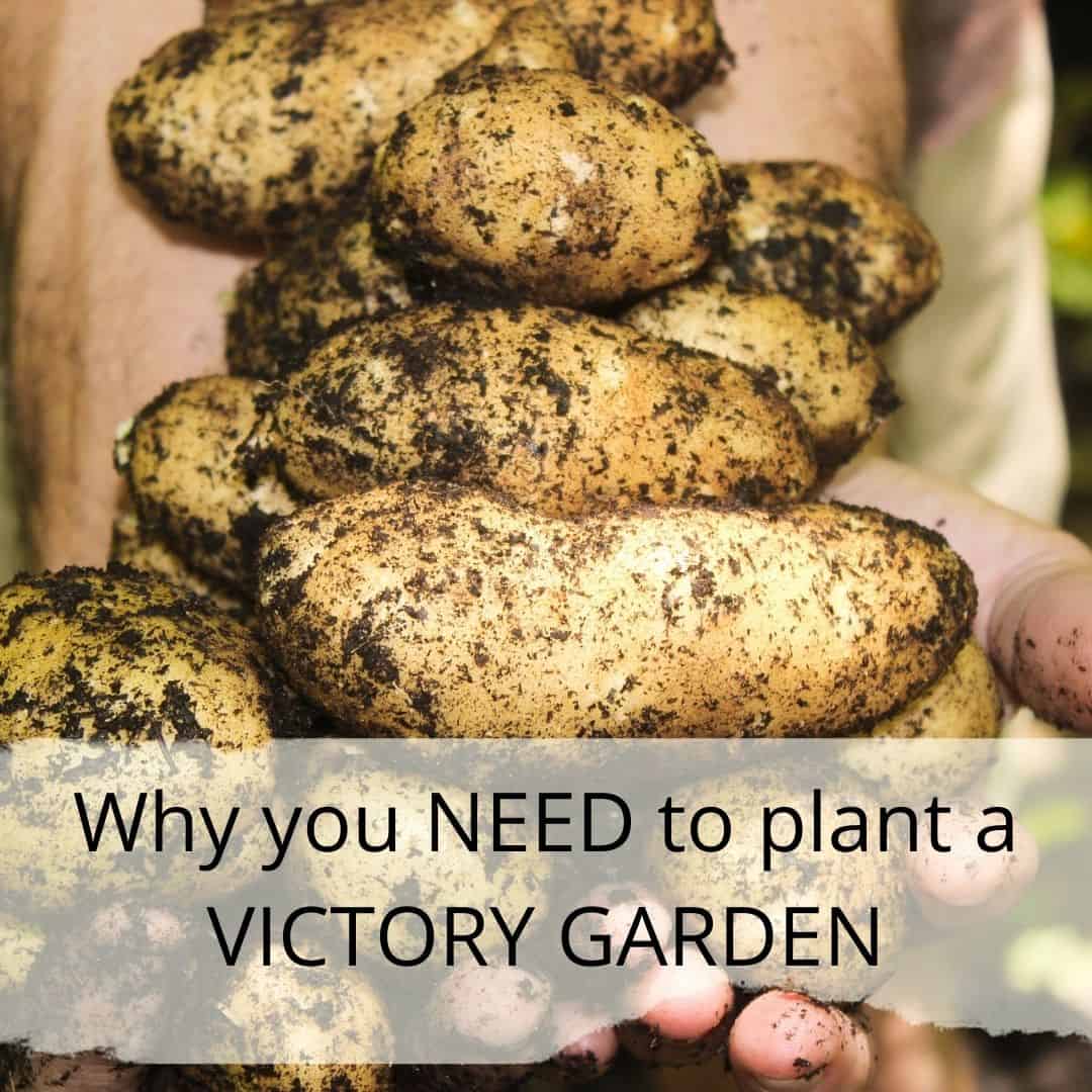 Why You Need To Plant A Victory Garden Simple Life