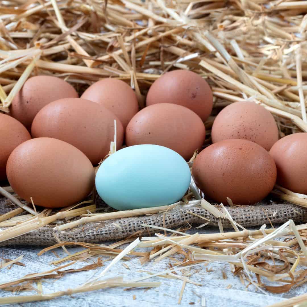 The Best Breeds of Chickens that lay Blue Eggs